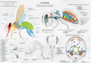 Poster 'Anatomie der Honigbiene'.png