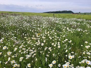 Best-Practice-Beispiele in St. Florian: Blühstreifenversuch des Bienenzentrums OÖ zeigt eindrucksvoll, dass Blütenreichtum und Artenvielfalt auch über mehrere Jahre hinweg erhalten bleiben können..jpg