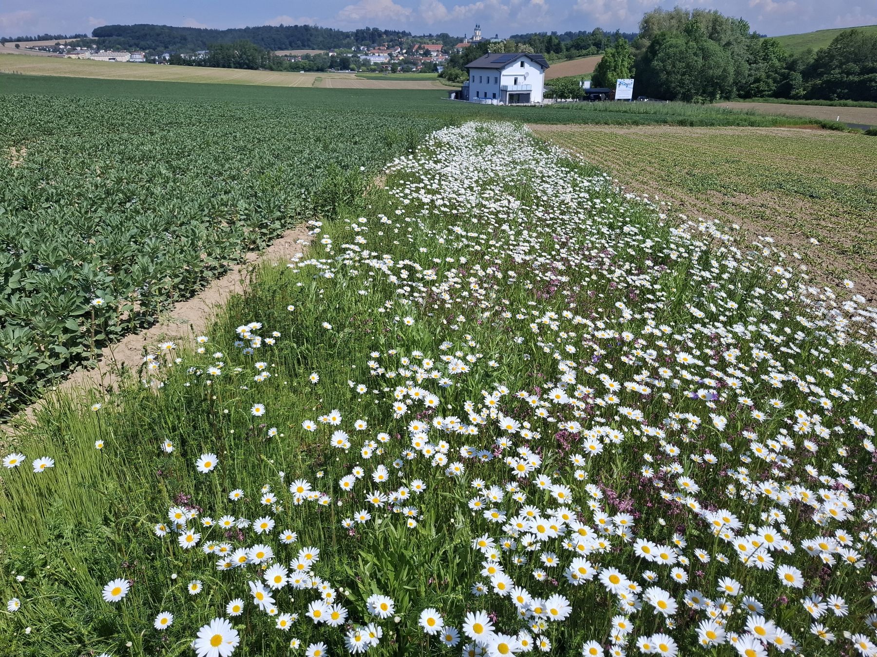 Mehrjährige Blühstreifen mitten in landwirtschaftlichen Nutzflächen sind tatsächlich wertvolle Elemente zur Lebensraumvernetzung.