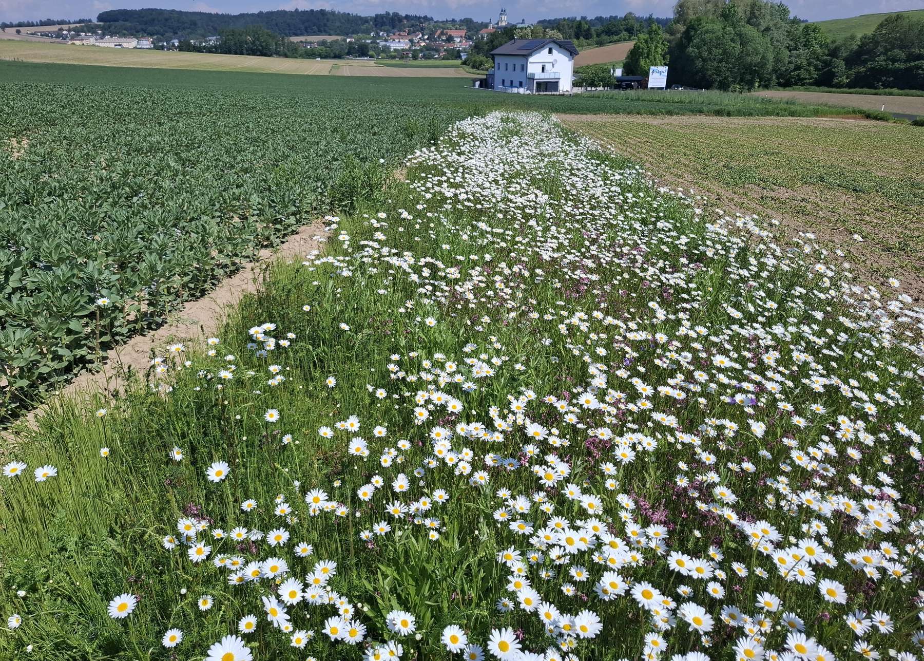Mehrjähriger Blühstreifen zwischen Sojabohne und Zuckerrübe. Aufnahme vom 21.05.2025..jpg