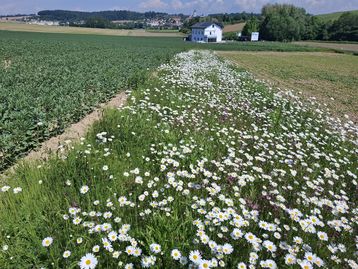 Mehrjährige Blühstreifen mitten in landwirtschaftlichen Nutzflächen sind tatsächlich wertvolle Elemente zur Lebensraumvernetzung.