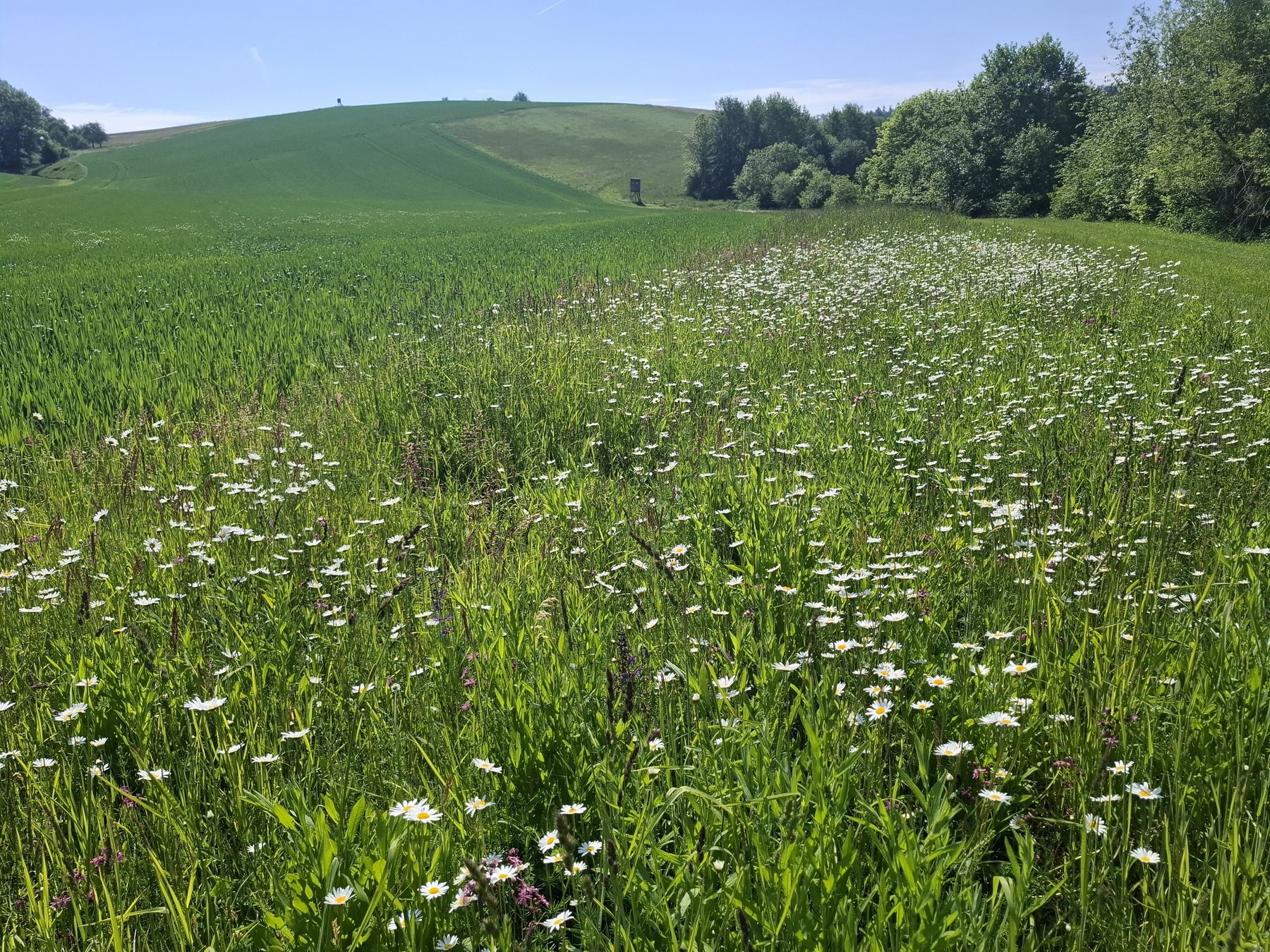 Mehrjähriger Gewässerrandstreifen mit regional zertifiziertem Saatgut. Aufnahme vom 21.05.2025..jpg