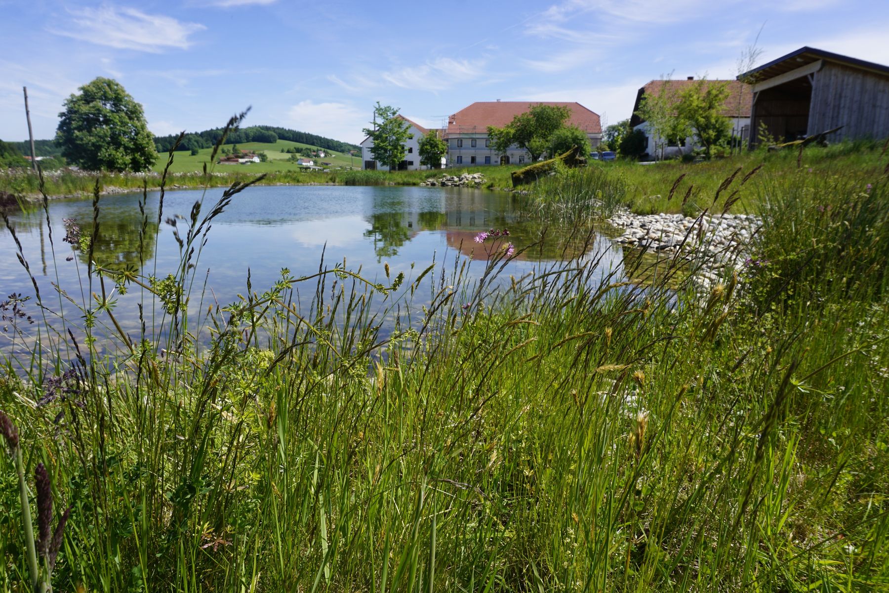 Bauernhof "Dornetshub" mit Teich - ein Lebensraum für viele Tiere und Insekten! © Sabine Postlmayer