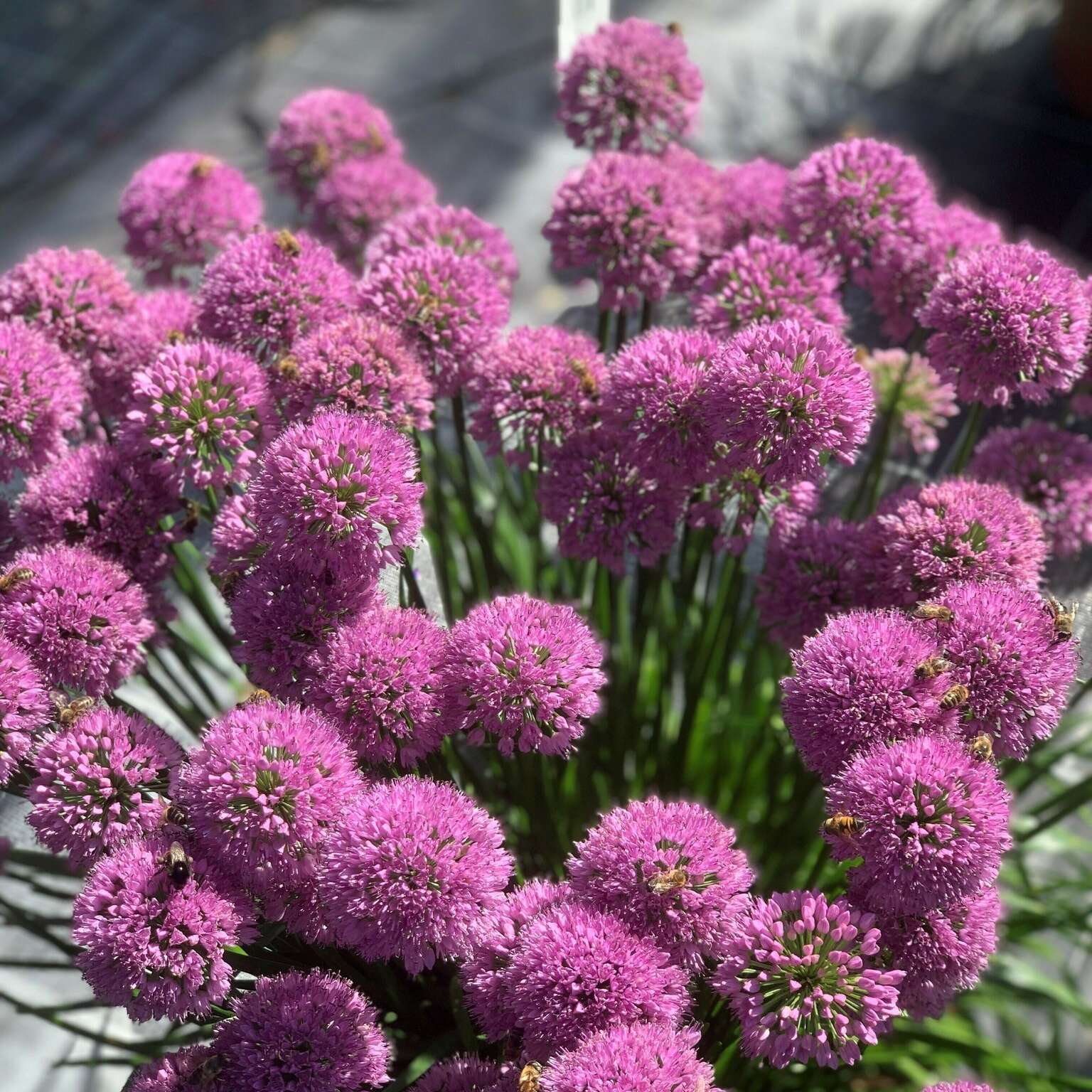 Brummhilde - Sommer Zwerglauch.jpg