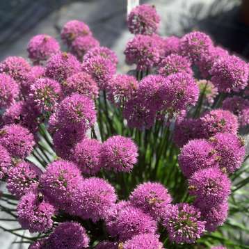 Brummhilde - Sommer Zwerglauch.jpg