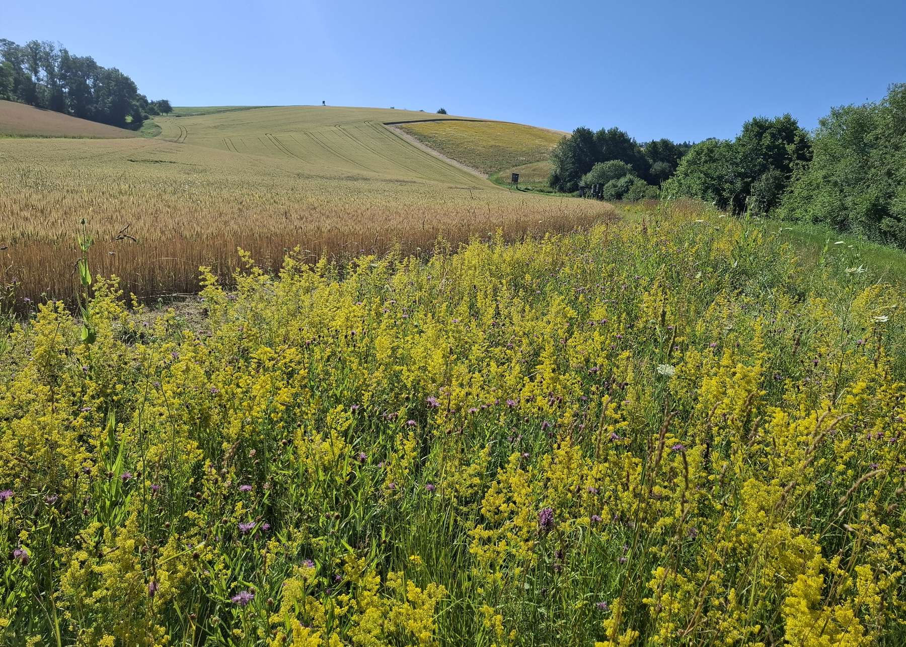 Mehrjährige Blühfläche neben Getreide .jpg