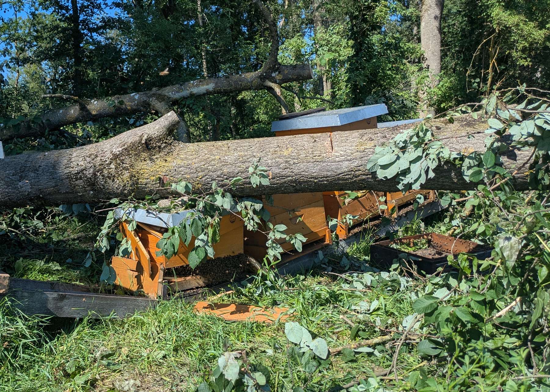 Die Imker-Gruppenversicherung bietet nicht nur Schutz bei Sturmschäden, Feuer und Hochwasser. Auch der Diebstahl von Bienenvölkern, ein allgemeiner Rechtsschutz sowie eine Betriebshaftpflichtversicherung sind inkludiert.