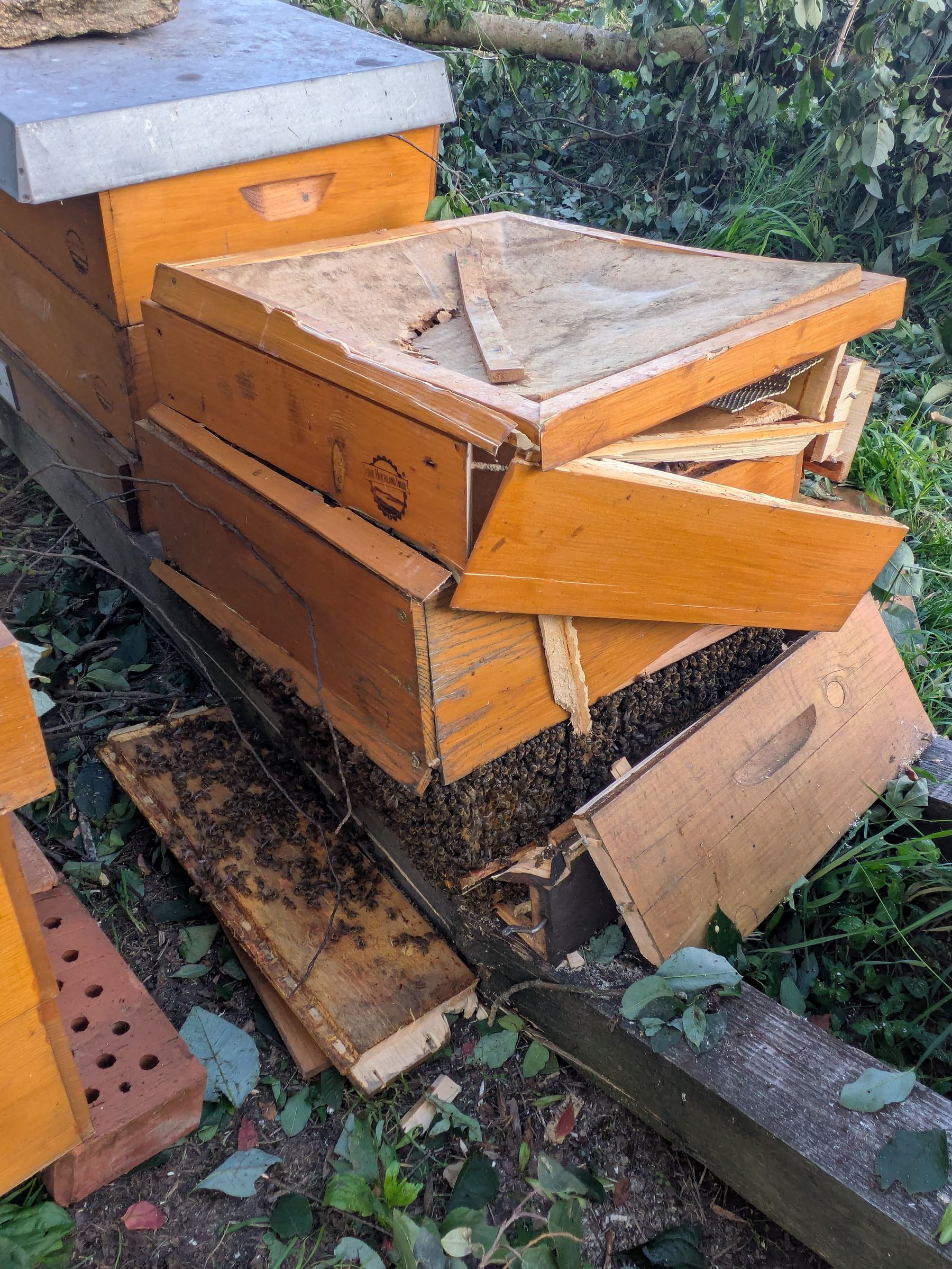 Standardmäßig sind bis zu 50 Bienenvölker versichert. Im Schadensfall können bis zu 15 Völker entschädigt werden..jpg