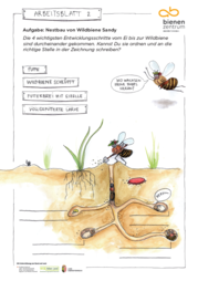 Arbeitsblatt 2 - Nestbau von Wildbiene Sandy.png