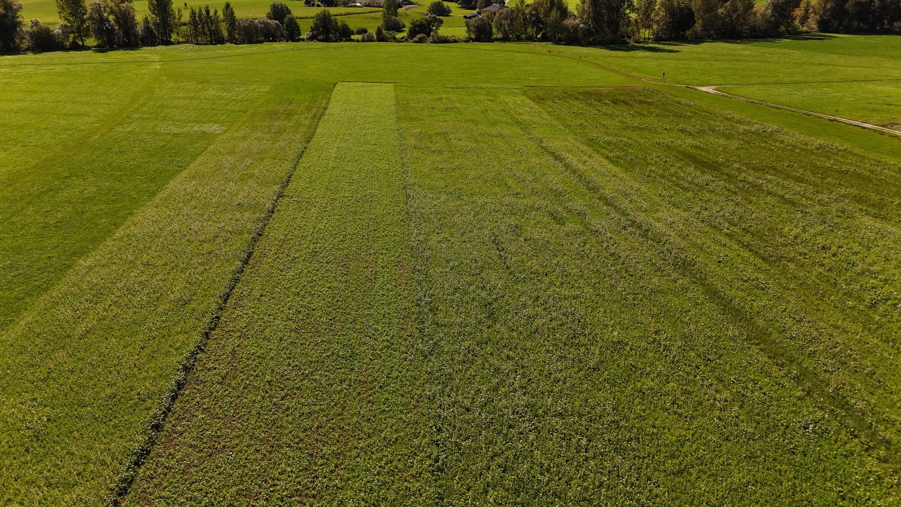 Überblick über die Versuchsfläche in Pregarten mit 5 unterschiedlichen Anbaumethoden.jpg