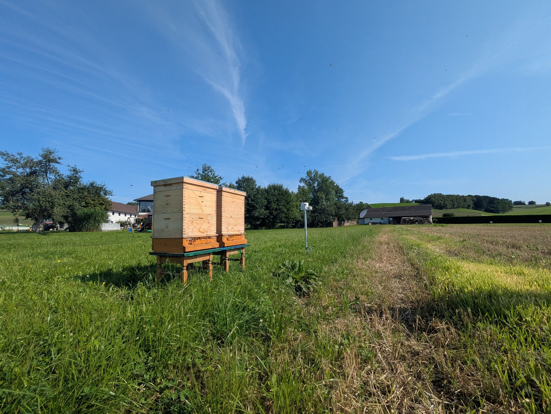 Bienenvölker am Rand der Versuchsfläche in Pregarten.jpg
