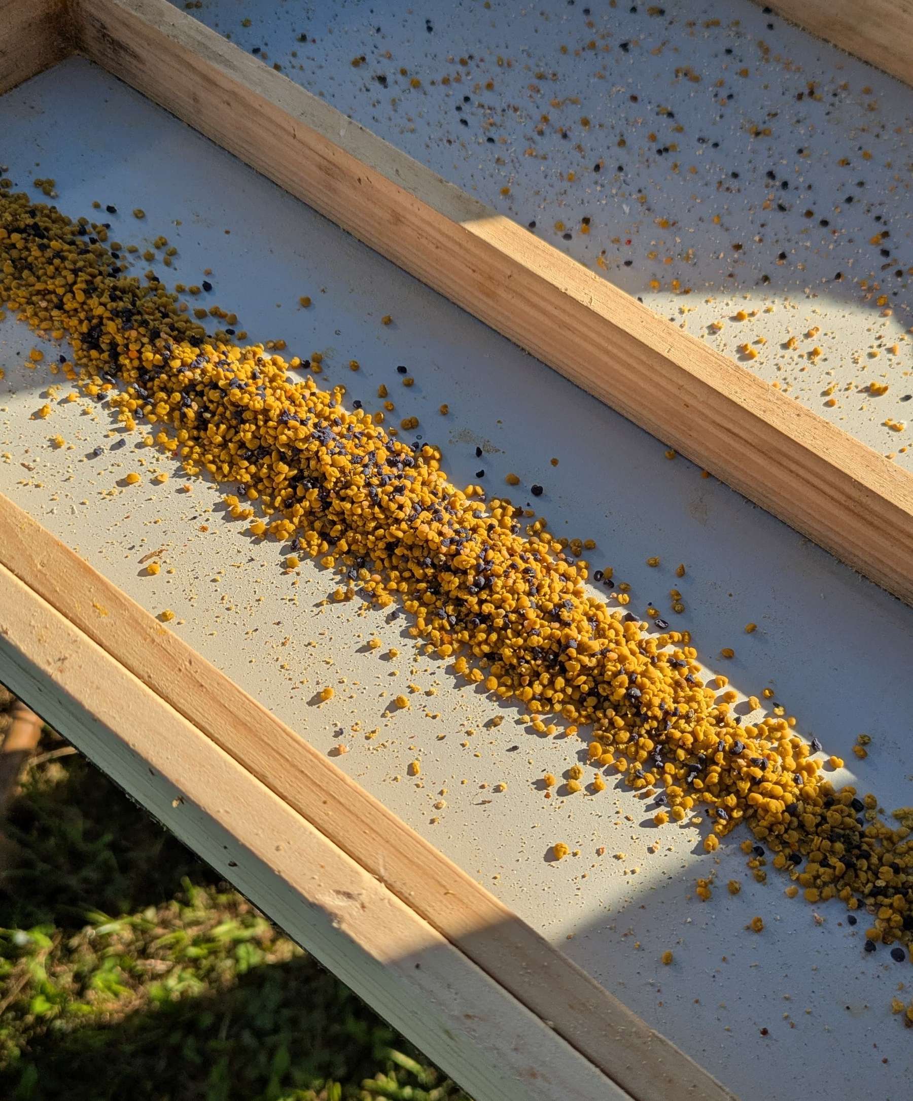 Pollensammlung in Pregarten von Versuchsimker Gerhard Parzer.jpg