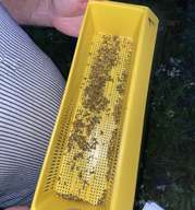 Pollensammlung in St. Georgen bei Obernberg am Inn von Versuchsimker Heinz Aigner.jpg