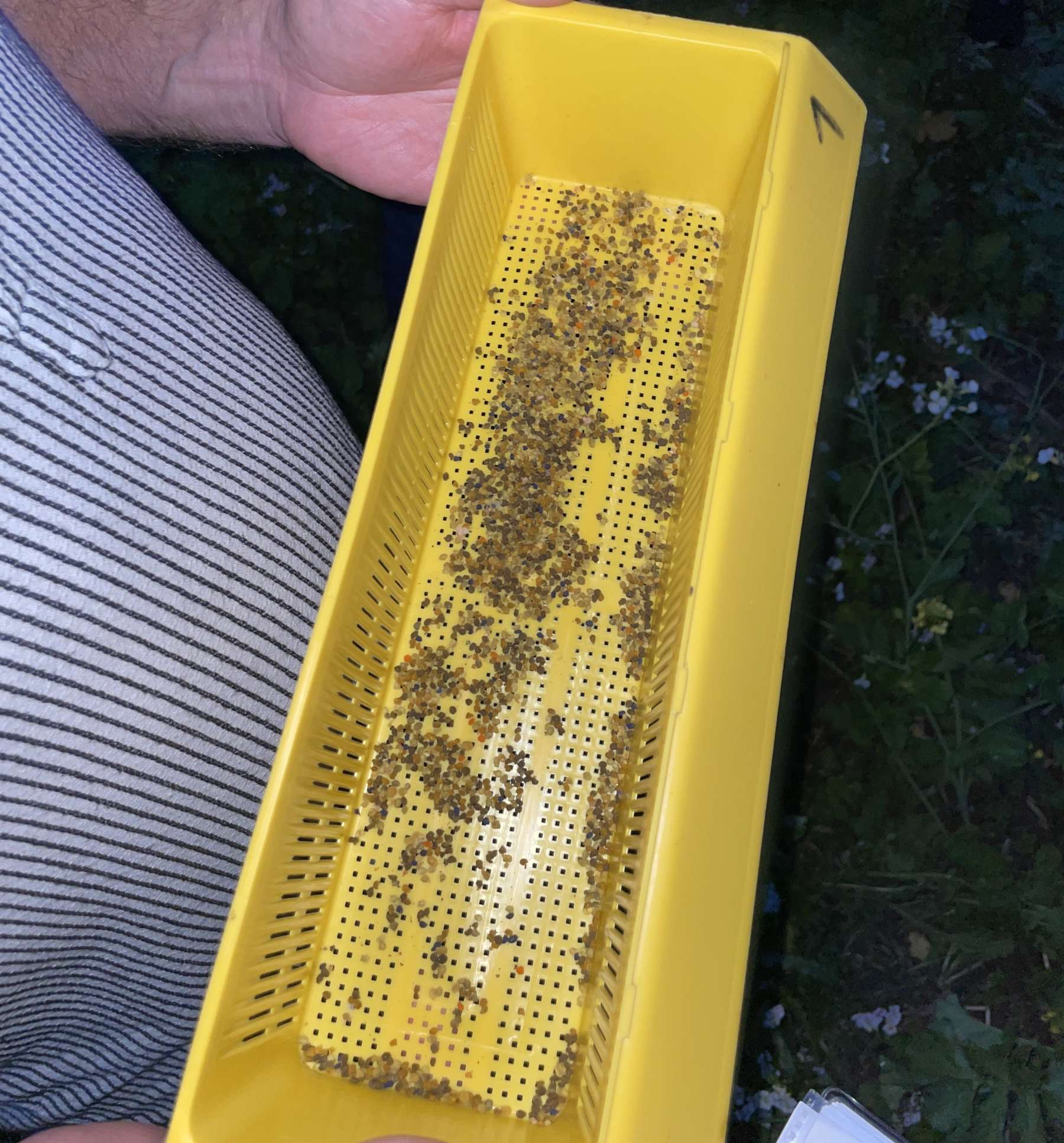 Pollensammlung in St. Georgen bei Obernberg am Inn von Versuchsimker Heinz Aigner.jpg