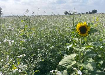 Blühende Zwischenfrucht im Frühherbst als Nahrung für Bestäuberinsekten.jpg