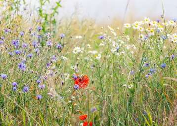 Symbolfoto Biodiversität.jpg