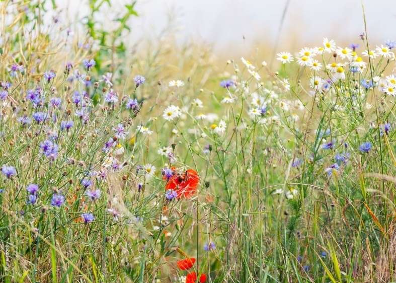 Symbolfoto Biodiversität.jpg