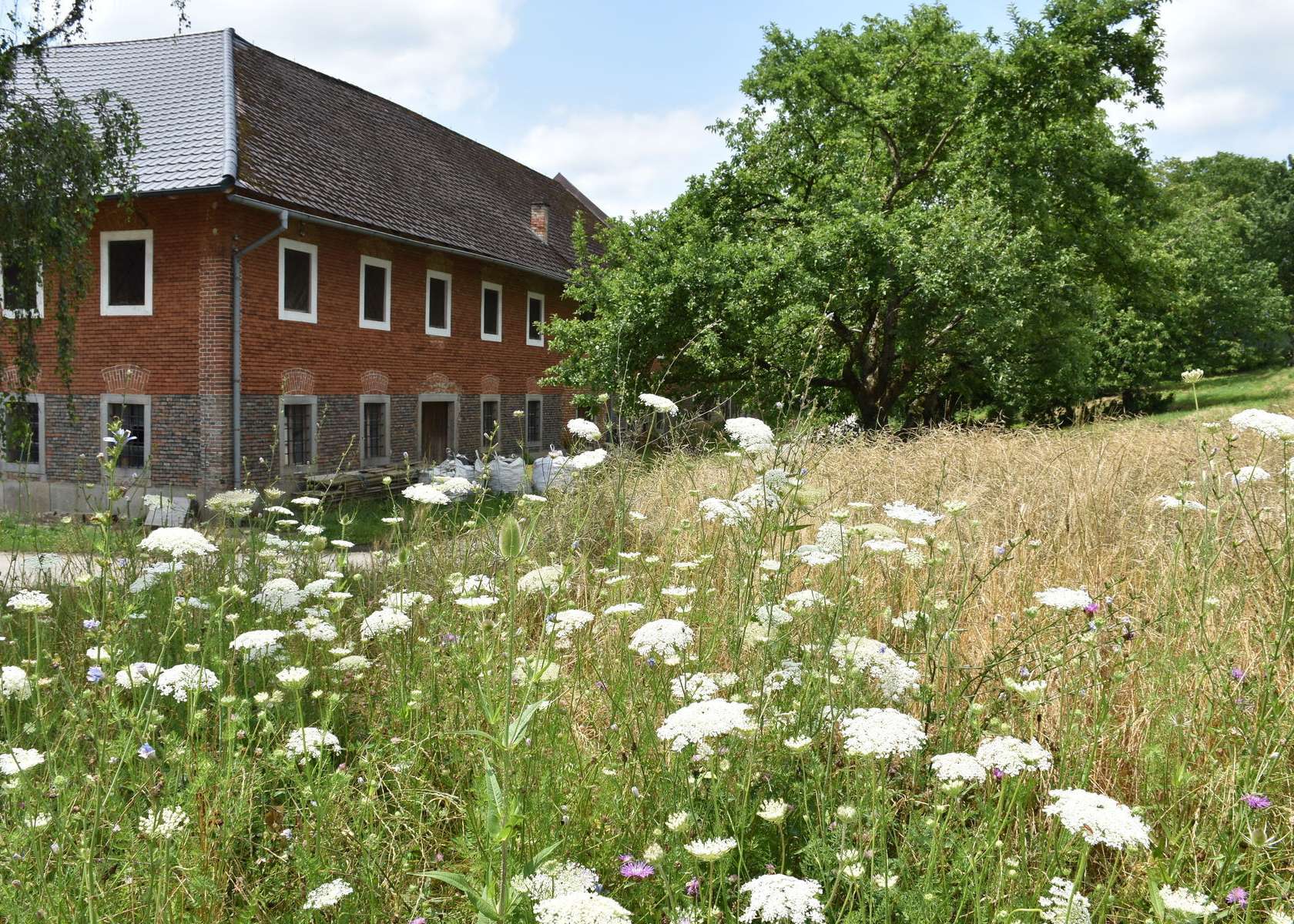 Nikolaus schilderte, welchen Nutzen er als Landwirt von diesen Blühstreifen hat und zeigte auch auf, wie Tiere und Pflanzen von diesem zusätzlichen Lebensraum profitieren..jpg