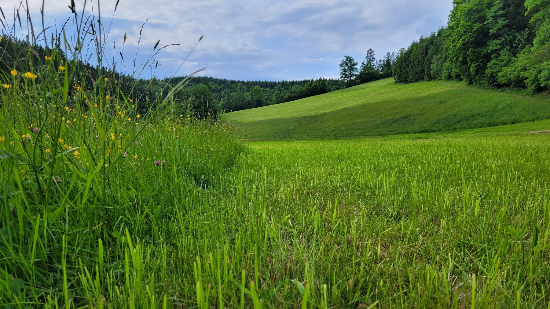 Abgestufte Grünlandbewirtschaftung - unterschiedliche Nutzungszeitpunkte und Intensitäten..jpg