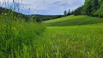 Abgestufte Grünlandbewirtschaftung - unterschiedliche Nutzungszeitpunkte und Intensitäten..jpg