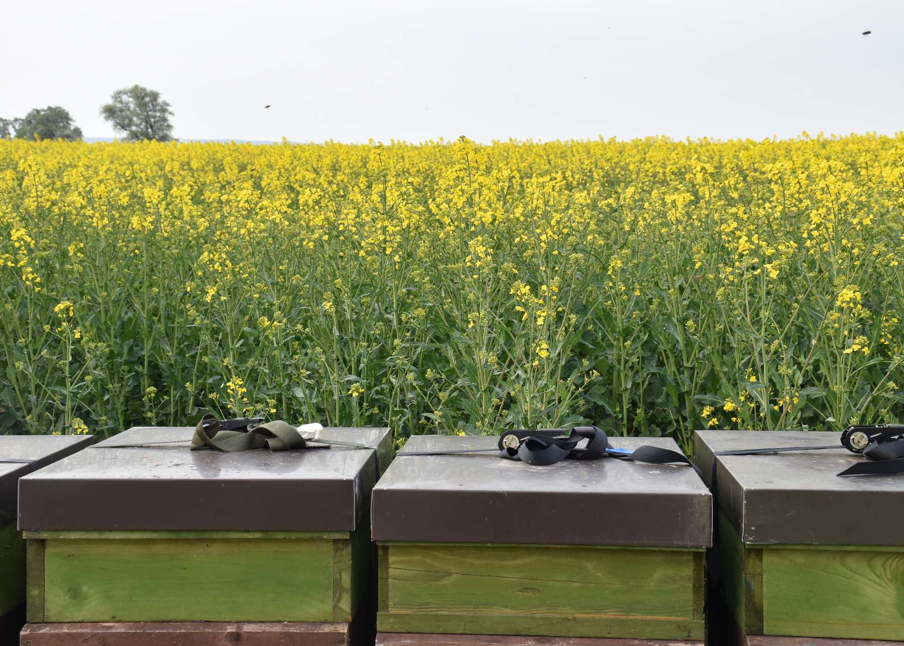 Imker und Landwirte an einen Tisch - das Erfolgsformat jetzt als Webinar.jpg