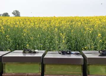 Imker und Landwirte an einen Tisch - das Erfolgsformat jetzt als Webinar.jpg