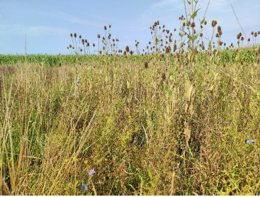 Die jährlich gemulchte Fläche (F5) zeigt bei der Begehung am 16. August eine starke Vergrasung. © Schwarz