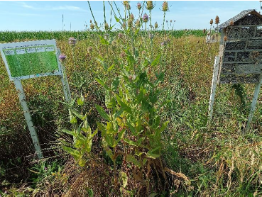 Auf dem unbewirtschafteten Blühstreifen (F2) setzte sich die Karde durch, mit niedrigem Blütenangebot, dafür aber Nistplätze für Wildbienen. © Schwarz