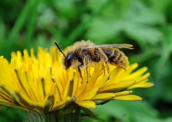 Löwenzahn-Dörnchensandbiene (Andrena taraxaci).jpg
