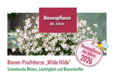 Bienenpflanze des Jahres 2026 - schwebende Blüten, Leichtigkeit und Bienenbuffet..png