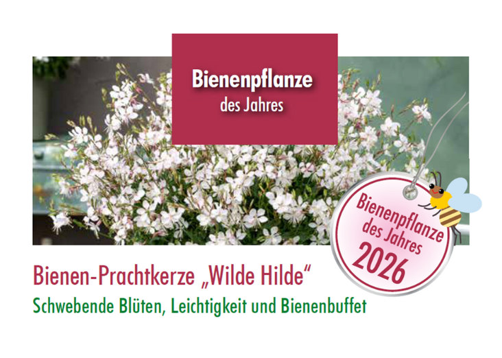 Bienenpflanze des Jahres 2026 - schwebende Blüten, Leichtigkeit und Bienenbuffet..png