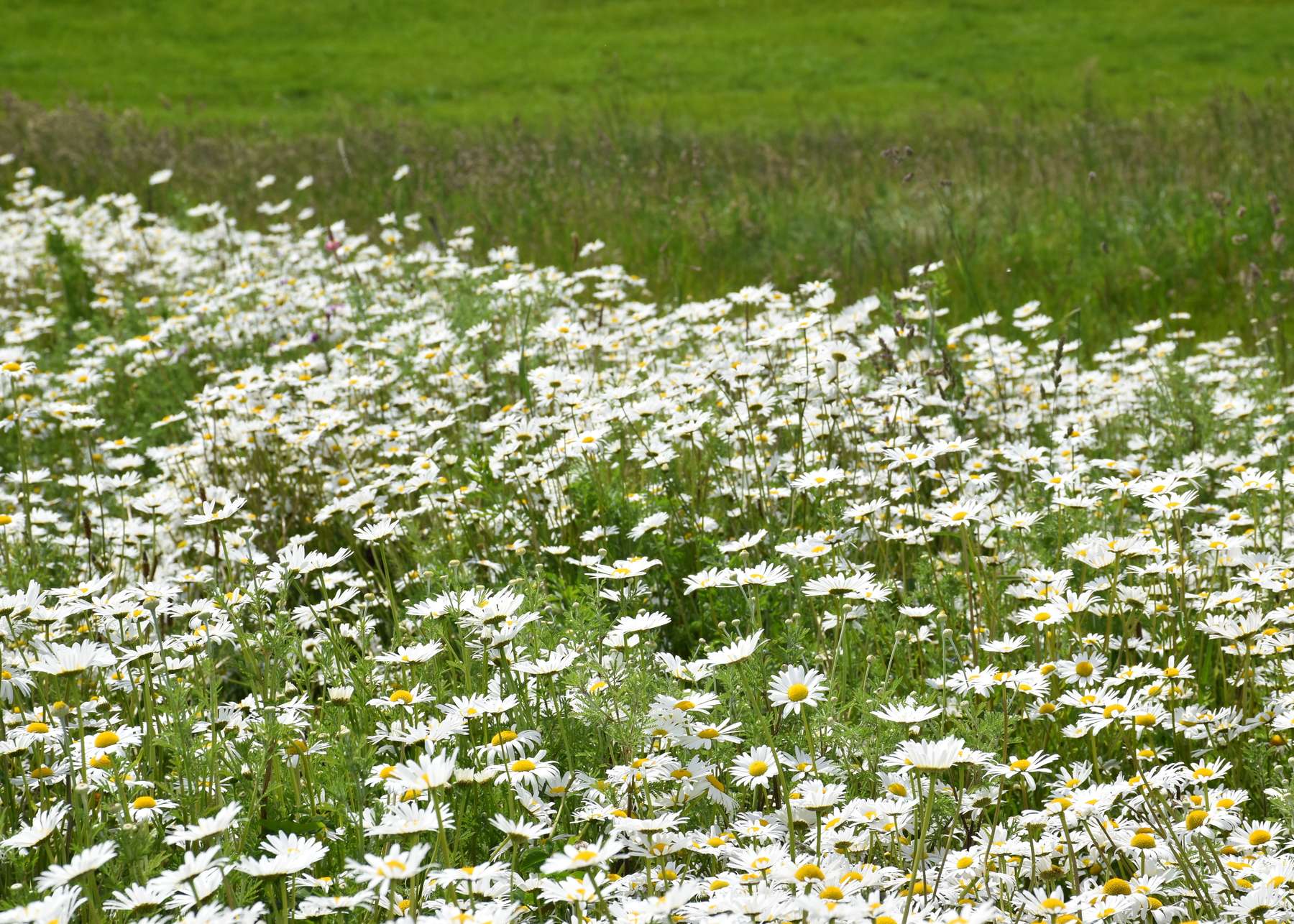 Blühstreifen in Mehrnbach .jpg