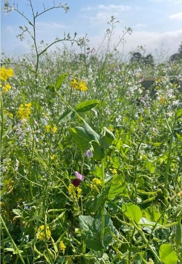 Eine diverse Mischung, welche auf den jeweiligen Nutzen abgestimmt werden soll..jpg