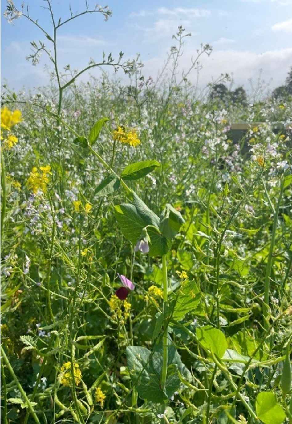 Eine diverse Mischung, welche auf den jeweiligen Nutzen abgestimmt werden soll..jpg