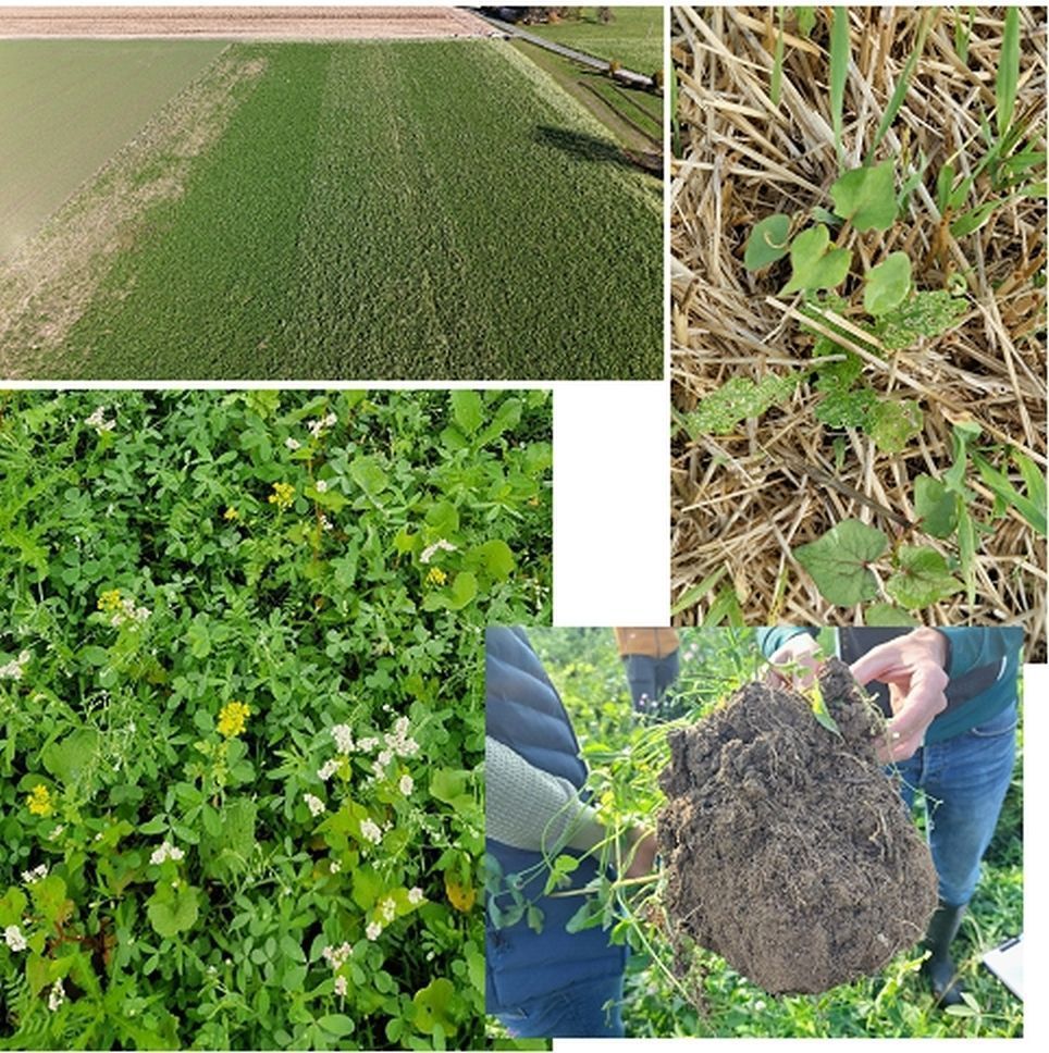 Versuchsüberblick in St. Georgen – Drohnensaat mit Ausfallgetreide und Erdflohschäden – Dominanz der Leguminosen und Bonitur der Bodenstruktur..jpg