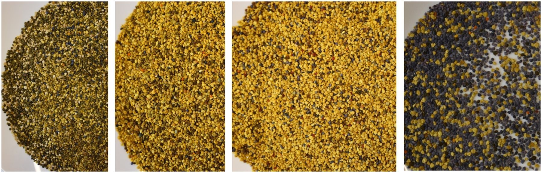 Optische Entwicklung des Pollens in KW 34, KW 36, KW 39 und KW 42 aus dem Versuchsjahr 2025 in St. Georgen bei Obernberg am Inn, links beginnend – Unterschiede sind kulturspezifisch..jpg