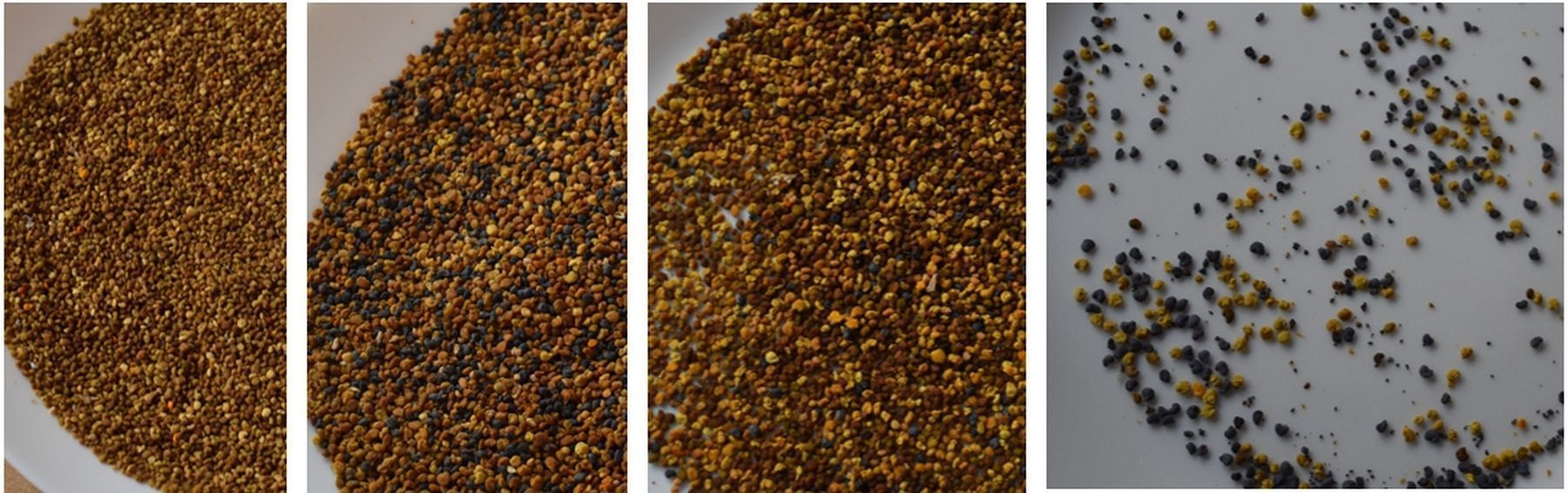 Optische Entwicklung des Pollens in KW 34, KW 36, KW 39 und KW 42 aus dem Versuchsjahr 2025 in Pregarten, links beginnend – Unterschiede sind kulturspezifisch..jpg