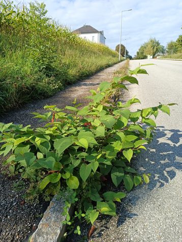 Der Staudenknöterich: ein Problem für heimische Pflanzen und Infrastruktur..jpg