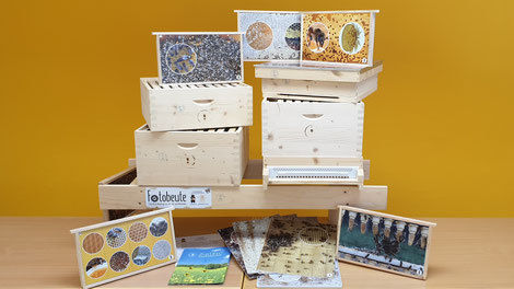 Fotobeute der Kärntner Imkerschule: Bienenfreie Einblicke ins Bienenvolk.jpg