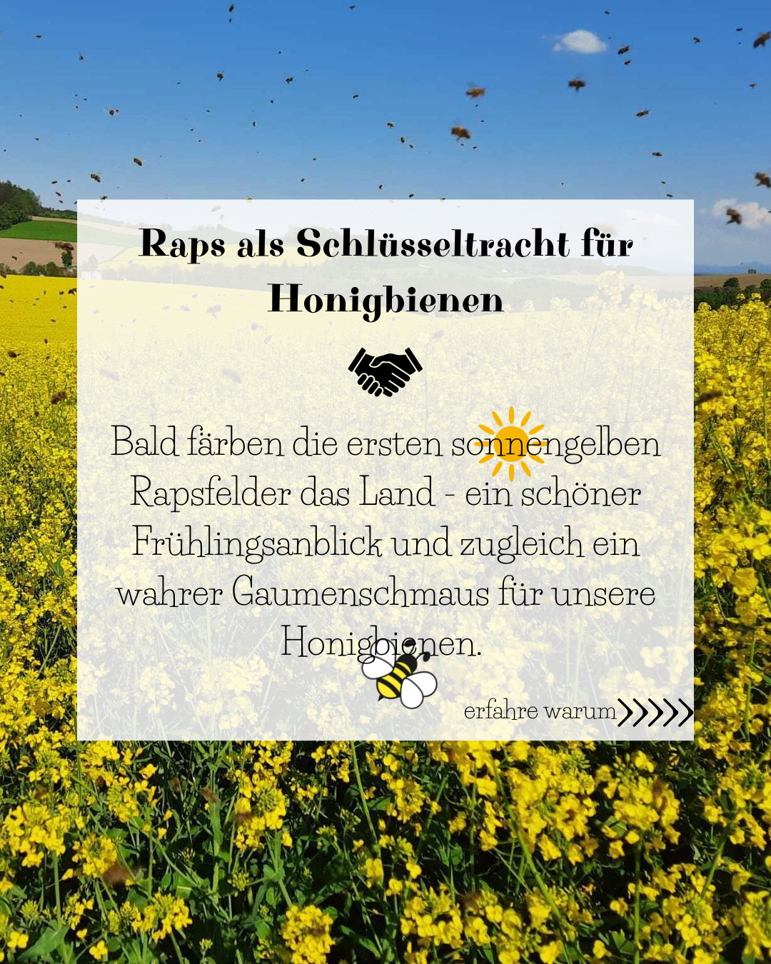 Raps als Sczhlüsseltracht für Honigbienen..png
