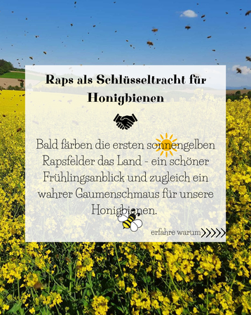 Raps als Sczhlüsseltracht für Honigbienen..png