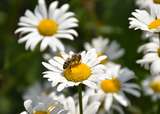 Honigbiene auf Margerite.jpg