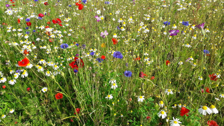 Blumenwiese.jpg Blumenwiese.jpg