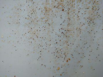 Milbenabfall nach einer Nachbehandlung .jpg Milbenabfall nach einer Nachbehandlung .jpg