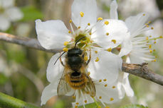 Wildbiene auf Ringlotenblüte.jpg