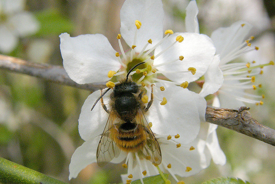 Wildbiene auf Ringlotenblüte.jpg Wildbiene auf Ringlotenblüte.jpg