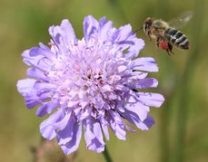 Biene fliegt und sammelt Pollen auf Witweblume.jpg