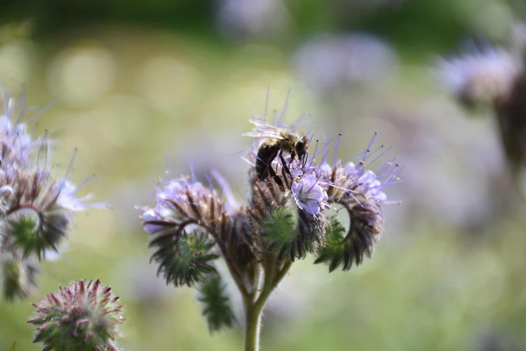 Honigbiene auf Phacelia Bienenzentrum OÖ 1.jpg