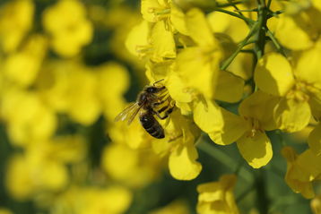 Honigbiene auf Raps © Bienenzentrum OÖ
