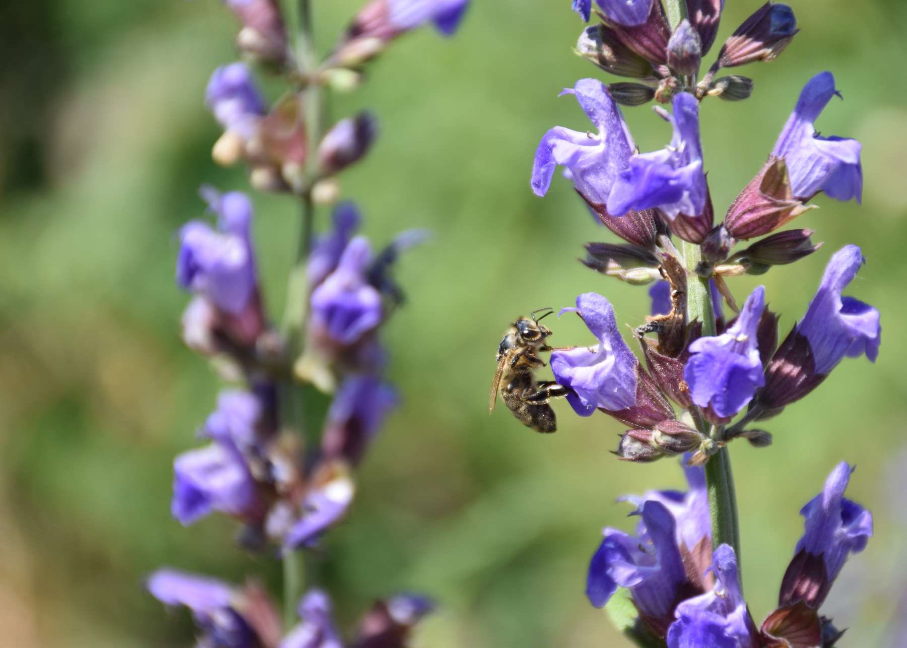 Honigbiene auf Wiesensalbei Bienenzentrum OÖ.jpg